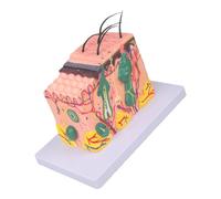 Modelo de piel 35/50/70/85X, anatomía anatómica ampliada de la estructura humana