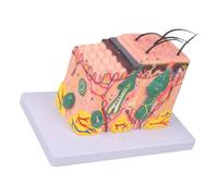Modelo de piel agrandado 35/50 / 70 / 85X, modelo anatómico de piel, herramienta de enseñanza para, exhibición de estudio, enseñanza médica