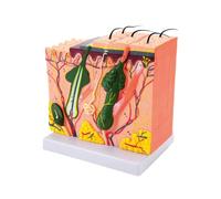 Modelo de piel agrandado 35/50 / 70 / 85X, modelo anatómico de piel, herramienta de enseñanza para, exhibición de estudio, enseñanza médica