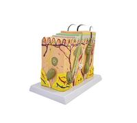 Modelo De Piel Ampliada 50x, Estructura Anatómica De Capa De Tejido De Piel Humana para Ciencia, Aula, Estudio, Modelo De Enseñanza