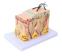 Modelo de Piel Anatómica Ampliada 35X, Material Didáctico Modelo de Tejido, Piel 3D, PVC, Diagrama, 25 Marcadores Numéricos, Estudio Anatómico