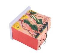 Modelo de Piel Humana 3D 50x | Ayuda de enseñanza de anatomía para el Aula/Laboratorio | Material de PVC, 25 Etiquetas de Diagrama | Muestra folículos pilosos y glándulas