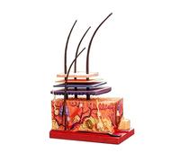 Modelo de piel humana 4D, modelo de estudio de estructura de la piel de capa capilar, herramienta de enseñanza anatómica de tejido cutáneo, 19 partes, para enseñanza de estudio en el aula de ciencias