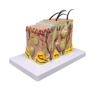 Modelo de Piel Modelo AnatóMico Ampliado 35X AnatomíA para Estudio de Aula de Ciencia Modelo de EnseñAnza de ExhibicióN