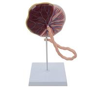 Modelo de placenta humana con cordón umbilical - Muestra educativa de obstetricia y ginecología para planificación familiar y formación médica