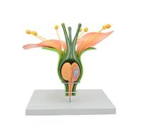 Modelo de Planta, Modelo de Estructura de Flor de durazno, Modelo de anatomía Vegetal, Molde de Estructura de Planta dicotiledónea, Molde de Flor de Planta dicotiledónea for Estudio biológico