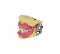 Modelo de Práctica de Extracción Dental Modelo de Ayuda Didáctica para Operaciones en la Cavidad Oral