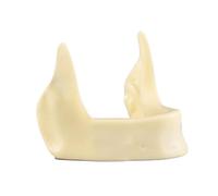 Modelo de práctica implante mandibular. hueso realista tamaño natural con artificial for la formación en implantes dentales