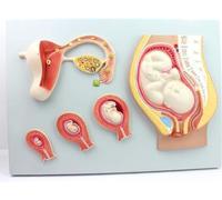 Modelo de proceso de desarrollo embrionario del embarazo humano, modelo anatómico de embrión de tejido de útero de óvulo fertilizado, modelos fetales, utilizado for educación médica