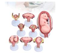 Modelo de Proceso de Desarrollo fetal de 8 Piezas, feto de 1 a 7 Meses y Modelo de Embarazo gemelar de 5 Meses con marcadores estructurales y Piezas Desmontables, for enseñanza médica