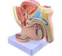 Modelo de próstata de pelvis masculina, anatomía del sistema reproductivo de tamaño 1/2 para estudio médico y enseñanza