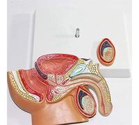 Modelo de próstata Sistema reproductivo de próstata Masculina Anatómica Anatómica Ciencias de la Ciencia Decoración del Aula Modelos de enseñanza Materiales educativos