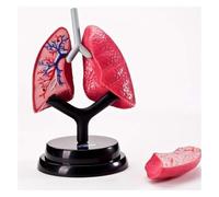 Modelo de pulmón desmontable, modelo de anatomía de órganos humanos, anatomía de la estructura pulmonar del sistema respiratorio humano, for que los estudiantes aprendan y muestren.