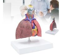 Modelo de pulmón humano, modelo del sistema respiratorio humano, comparación entre pulmón sano y patológico en 5 partes, modelo anatómico de laringe y corazón, órganos extraíbles para