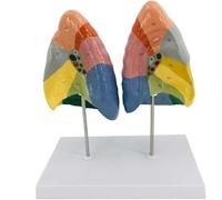 Modelo de pulmón humano, pulmones de la escuela de medicina con textura clara y modelo de pulmón de sistema respiratorio con etiqueta digital y partición de color, for estudiantes que estudian el mode
