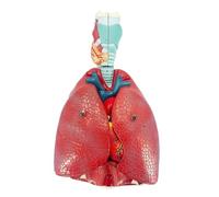 Modelo de pulmón humano y sistema respiratorio, modelo grande desmontable de 7 piezas, muestra laringe, corazón (sección coronaria), pulmón, diafragma anatómico