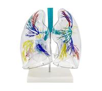 Modelo de pulmón transparente 3D, bronquios pulmonares izquierdo y derecho 2X, modelo de cuerpo humano con vena arterial pulmonar, anatomía realista, PVC de alta precisión con base de soporte de estru