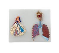 Modelo de pulmones del tracto respiratorio del árbol bronquial Derecho de los alvéolos, Modelo de anatomía del pulmón Humano, for Estudio médico