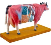 Modelo de puntos de acupuntura bovina, modelo de esqueleto del sistema muscular de la vaca, pantalla de 68 puntos de acupuntura, for la enseñanza de la anatomía animal veterinaria.
