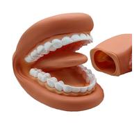 Modelo de - PVC 15x11x9.5cm | Herramienta de enseñanza de Dentista con diseño Realista, Modelo Ligero y portátil, de enseñanza | Aprendizaje en el Aula, demostraciones de