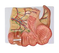 Modelo de recto y apéndice humano, modelo de anatomía de órgano del apéndice ciego ampliado con marca digital, demostración del sistema digestivo for la formación de estudiantes médicos.