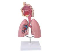 Modelo de Respiratorio, Modelo Anatómico de Pulmón Humano con Corazón Desmontable, Modelo De Órganos Educativos con Expositor para Estudiantes de Cardiología en Laboratorio