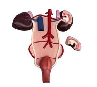 Modelo De Riñón Y Urinario De Caballo Modelo De Estructura Urinaria Y De Riñón De Caballo Ayudas Didácticas De Anatomía para La Enseñanza Veterinaria,Flesh,48cm