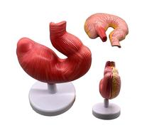 Modelo de sección de estómago de cerdo desmontable de 2 partes con base, que demuestra vívidamente la anatomía y morfología del estómago porcino for uso en estudios veterinarios