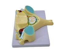 Modelo de sección de la médula espinal con médula espinal y herramienta de enseñanza del nervio espinal Modelo de hueso humano para la escuela Hueso de humanos Quinta columna cervical