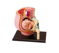 Modelo de sección de pelvis humana embarazada con embarazo, modelo de feto de bebé de 9 meses, anatomía anatómica de la placenta