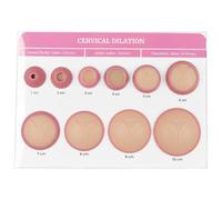 Modelo de simulador de dilatación cervical para entrenamiento y educación ginecológica, modelo de dilatación cervical de 1 a 10 cm para el aprendizaje de parteras y doulas