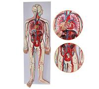 Modelo de Sistema circulatorio Humano de Sangre: estructuras de Sangre y Venas, Modelos científicos de anatomía Humana, para el Modelo de Ayuda educativa médica