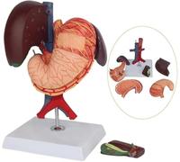 Modelo de sistema digestivo de estómago humano, modelo de páncreas duodeno, vesícula biliar, estómago, hígado, modelo anatómico médico de hígado desmontable de 6 partes, for investigación