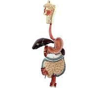 Modelo de sistema digestivo humano de tamaño real, modelo de estructura del sistema digestivo del estómago para estudio médico