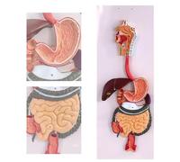 Modelo de sistema digestivo humano, estómago extraíble, cavidad nasal, faringe, hígado, estómago, recto, intestino, modelo de anatomía, for estudio médico y educación en fisiología