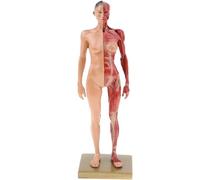 Modelo de sistema muscular en miniatura, anatomía de los músculos humanos de resina con base, músculos superficiales detallados y estructura corporal para entusiastas del fitness