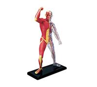 Modelo de sistema muscular miniatura de anatomía humana, esqueleto muscular, herramienta de enseñanza médica para estudios médicos y representación de la anatomía de los músculos humanos