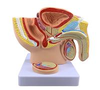 Modelo de sistema urinario reproductivo de la pelvis masculina humana, modelo médico sistema reproductivo urinario humano de la pelvis de anatomía masculina con modelo genital