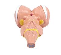 Modelo de tallo de cerebro humano para estudiantes y profesionales médicos con construcción de PVC, aumento 3X para un aprendizaje claro, modelo de tallo de cerebro ampliado