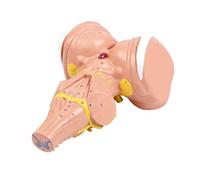 Modelo de tallo de cerebro humano para estudiantes y profesionales médicos con construcción de PVC, aumento 3X para un aprendizaje claro, médico, profesional médico