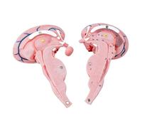 Modelo de tallos de cerebro para estudiantes y profesionales médicos con construcción de PVC, aumento 3X para un aprendizaje claro, modelo anatómico
