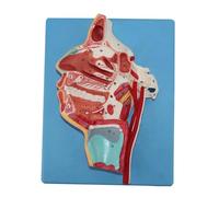 Modelo de tamaño natural de la boca, la nariz, la faringe y la laringe (21 cm), con 51 indicadores numéricos, con objetivo pedagógico. Humano Extraíble