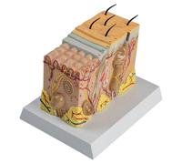 Modelo de Tejido cutáneo 3D ampliado Modelo anatómico de la Estructura de la Capa de la Piel ampliado 35X con Cabello y Marcado médico de la Piel for Modelos de enseñanza de cirugía estética