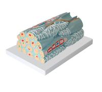 Modelo de Tejido Muscular Liso Escalado Certificado para la Enseñanza de Anatomía, Fisiología e Histología y para la Investigación Clínica