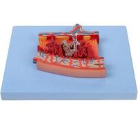 Modelo de tejido placentario humano, la sección transversal muestra el flujo sanguíneo y la nutrición, modelo de anatomía del sistema ampliado de la placenta, for material didáctico.