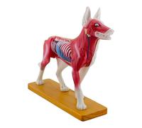 Modelo de terapia de acupuntura para perros, modelo de anatomía biológica, herramienta de demostración de educación veterinaria médica
