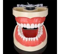 Modelo de tipodonto dental con 32 dientes removibles - Demostración estándar for adultos for la enseñanza y la práctica del cuidado bucal