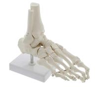 Modelo de tobillo médico. Modelo anatómico del pie. Inserción muscular y puntos de origen for estudios médicos en el aula de ciencias. moldes de enseñanza