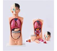Modelo de torso anatómico médico 62 cm - 8 secciones desmontables Cerebro y corazón for aprendizaje, exhibición enseñanza