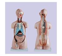 Modelo De Torso Asexual Humano - Herramienta Educativa Anatómica 20 Piezas | Explora la anatomía humana con este detallado modelo de torso de 20 partes.